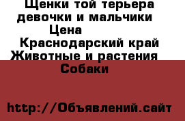 Щенки той-терьера девочки и мальчики › Цена ­ 4 500 - Краснодарский край Животные и растения » Собаки   